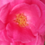 Rózsaszín - Történelmi - china rózsa - Frau Dr. Schricker